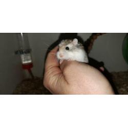 Hier mag hamsteren wel: Dwerghamster, roborovski hamster,