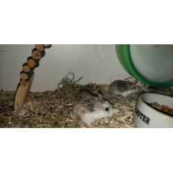 Hier mag hamsteren wel: Dwerghamster, roborovski hamster,