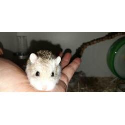 Hier mag hamsteren wel: Dwerghamster, roborovski hamster,